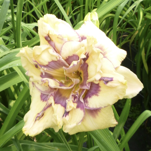 Wrecking Ball - 1 Fan